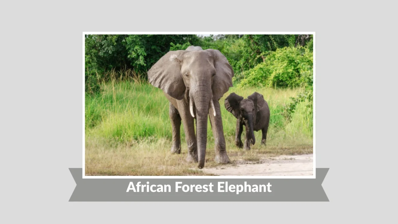 African Forest Elephant