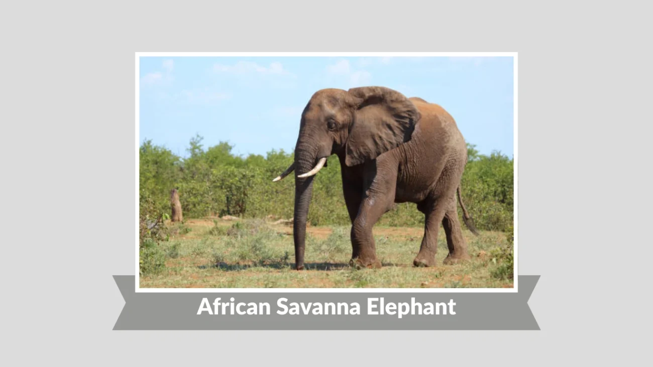 African Savanna Elephant