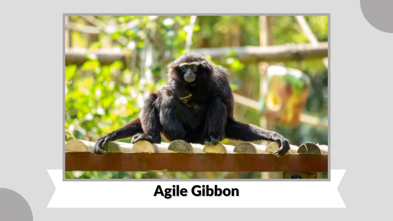 Agile Gibbon
