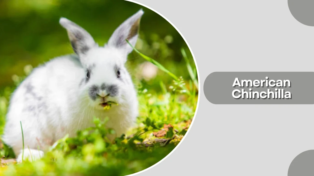 American Chinchilla
