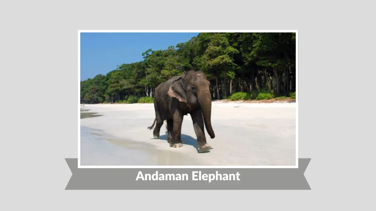 Andaman Elephant