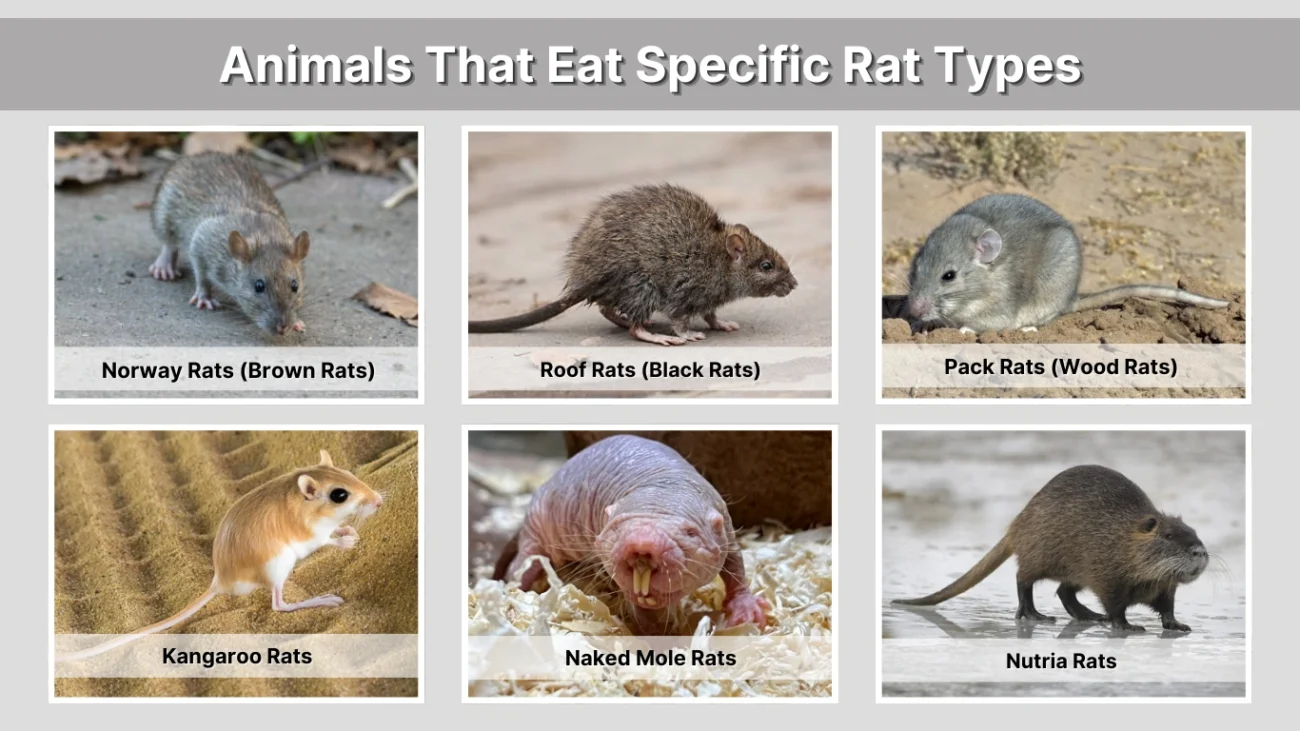 Animals That Eat Specific Rat Types