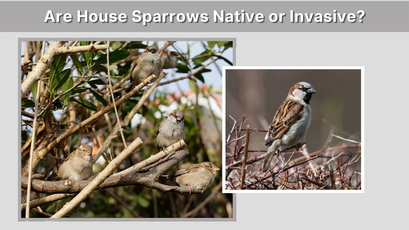 Are House Sparrows Native or Invasive
