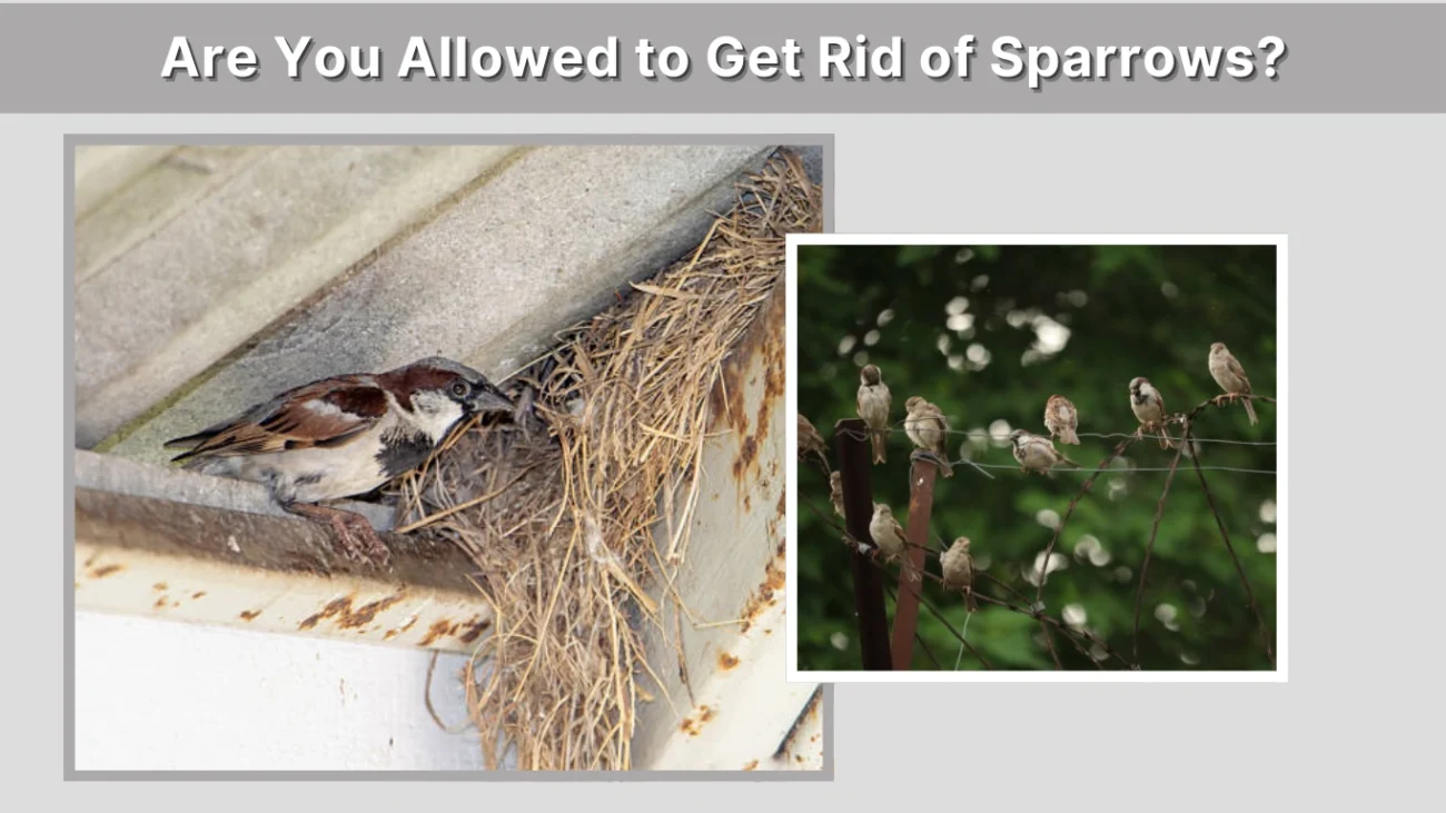 Are You Allowed to Get Rid of Sparrows