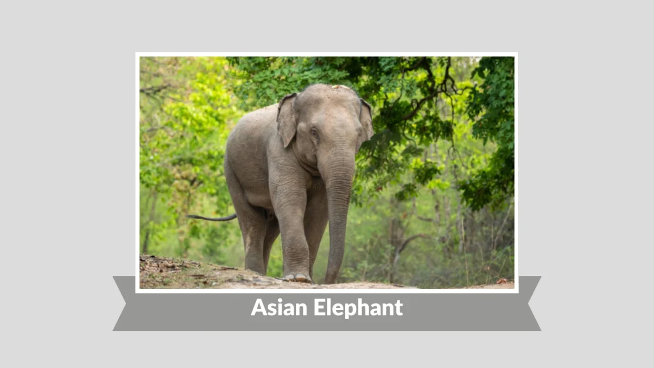 Asian Elephant