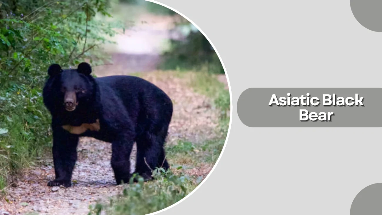 Asiatic Black Bear