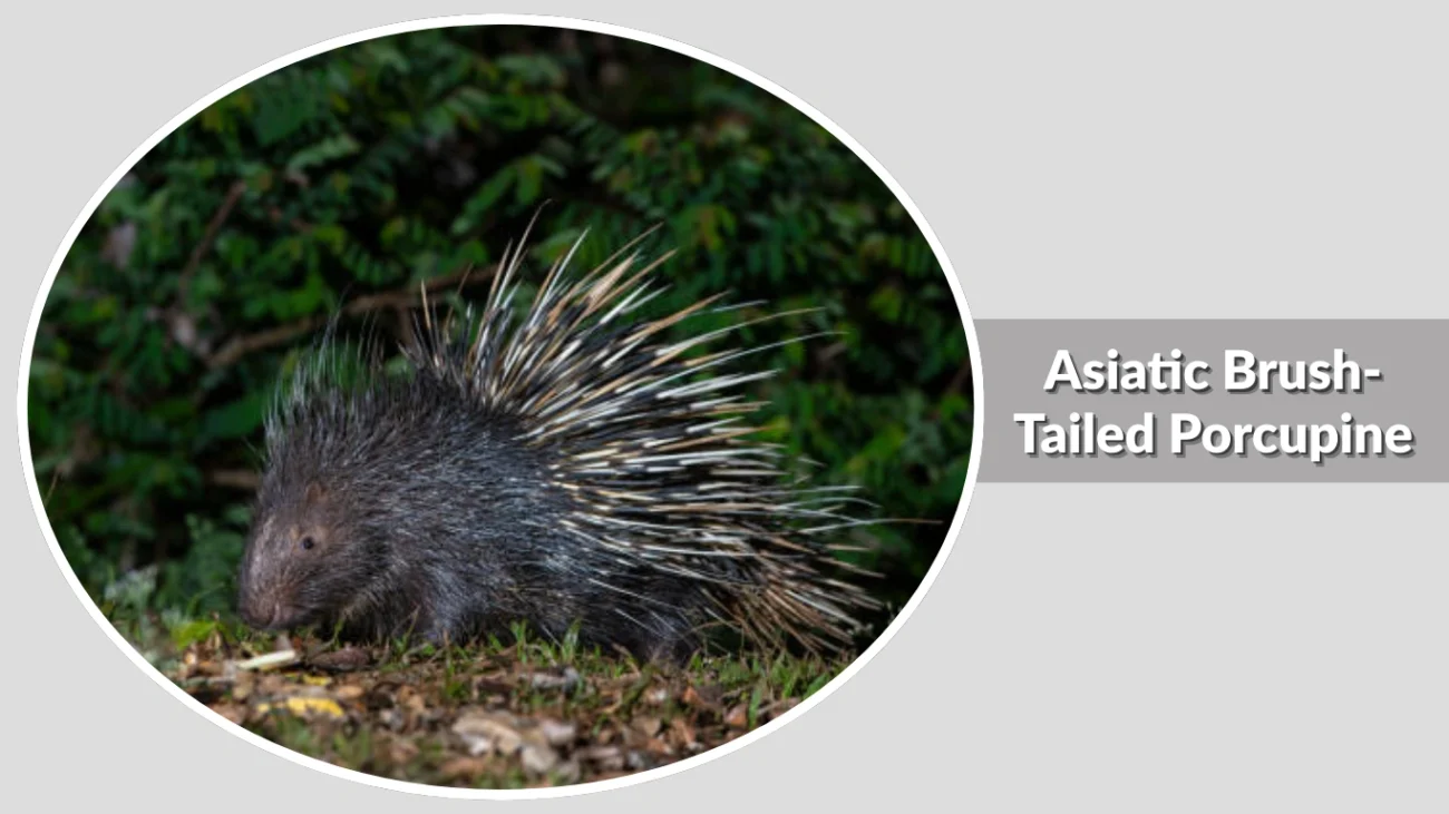 Brazilian Porcupine