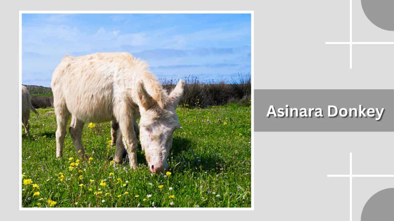 Asinara Donkey