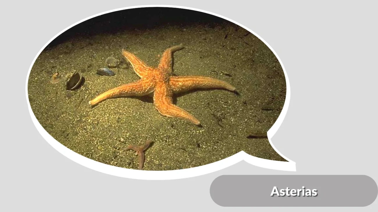 Asterias