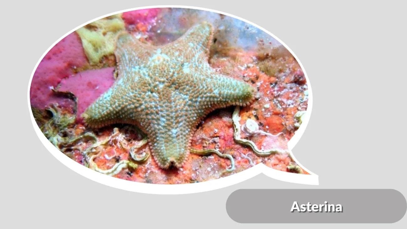 Asterina
