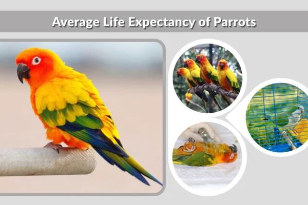 Average Life Expectancy of Parrots Complete Guide