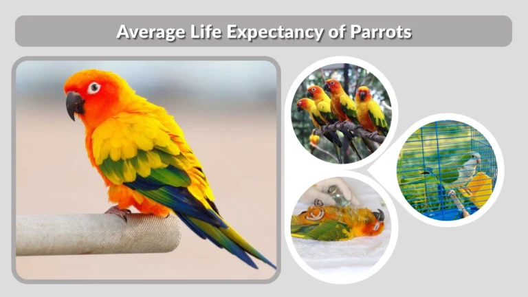 Average Life Expectancy of Parrots Complete Guide