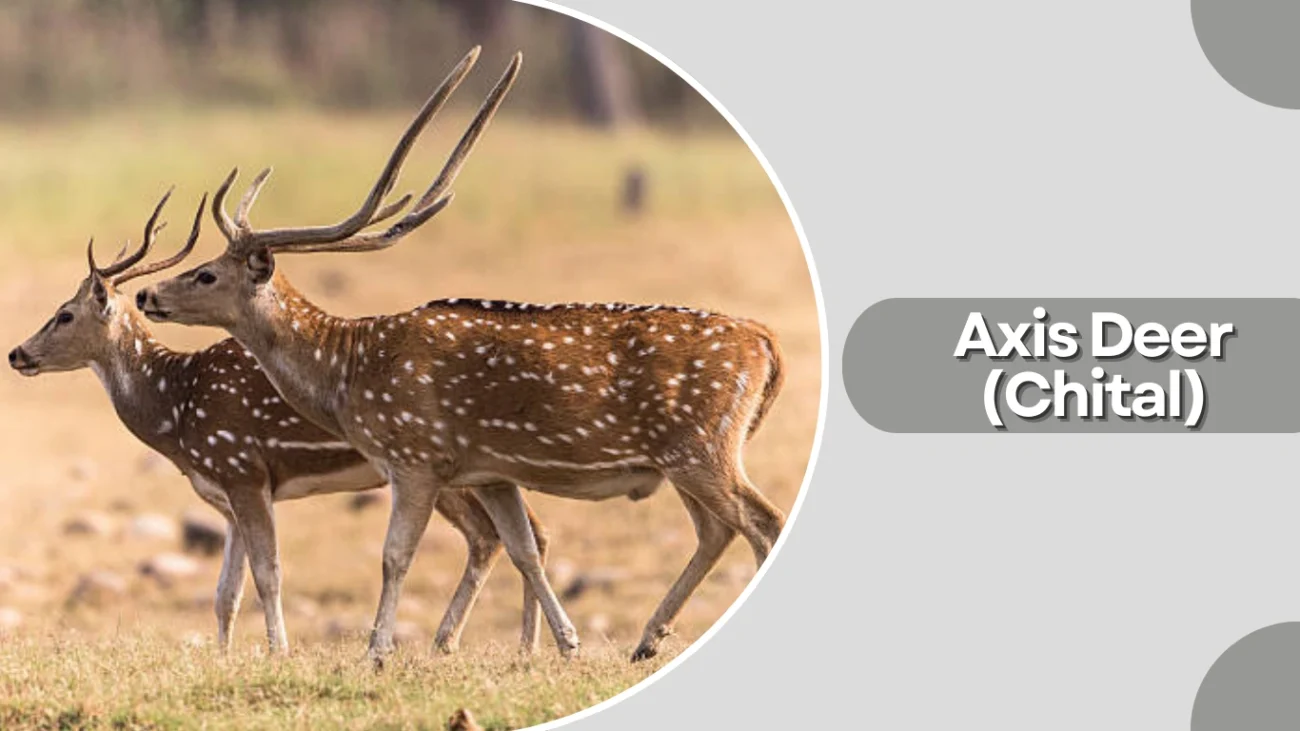 Axis Deer (Chital)