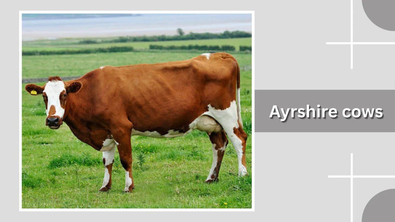 Ayrshire cows