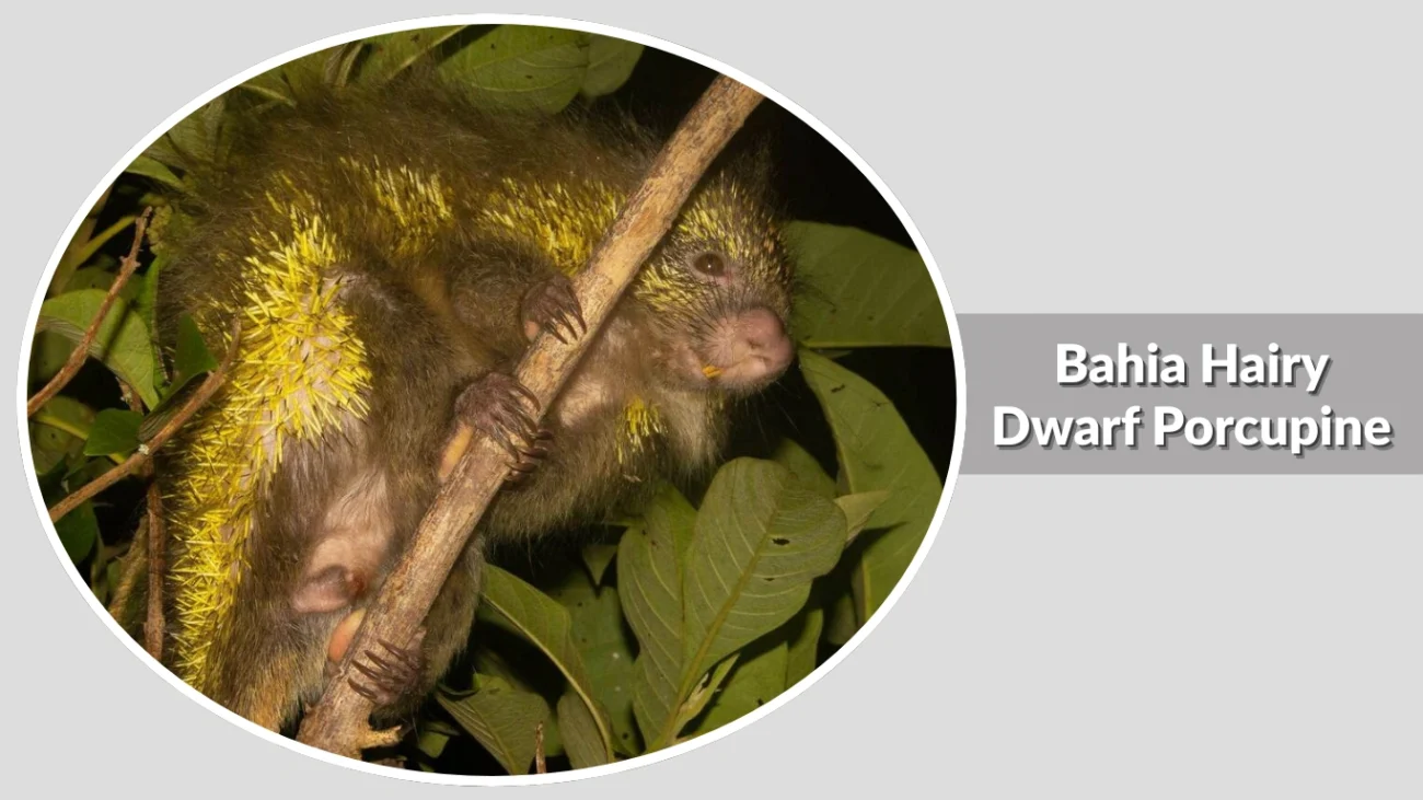 Bahia Hairy Dwarf Porcupine