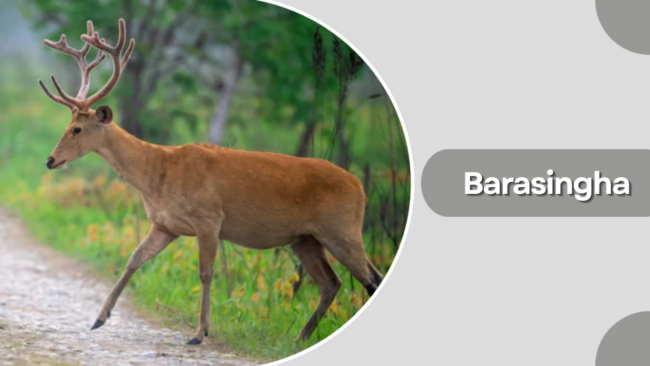 Barasingha