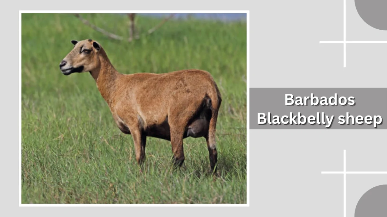 Barbados Blackbelly sheep