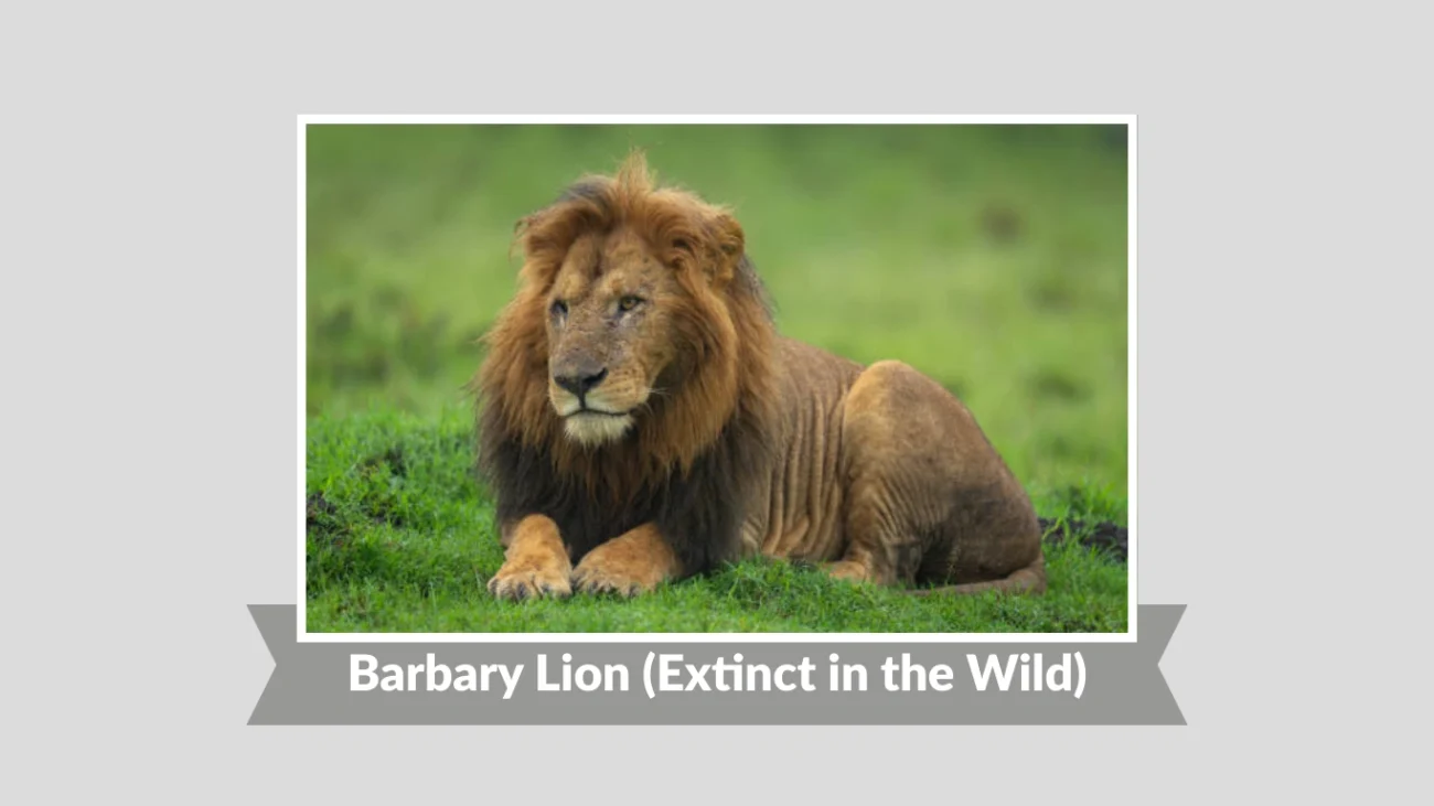 Barbary Lion (Extinct in the Wild)