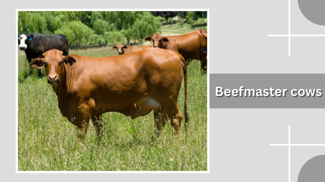 Beefmaster cows