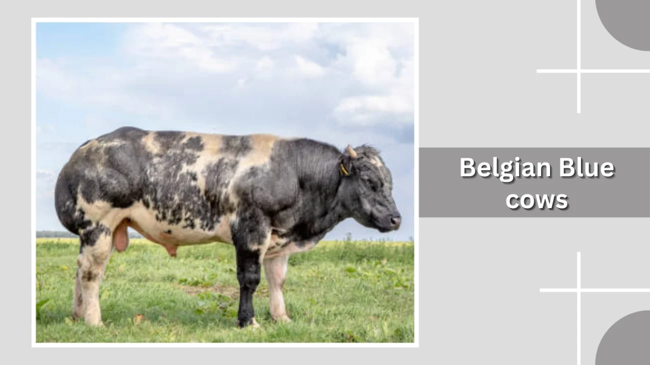 Belgian Blue cows