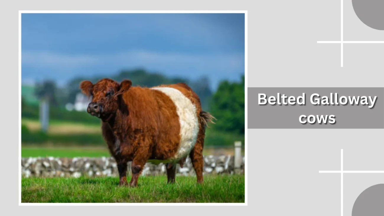 Belted Galloway cows