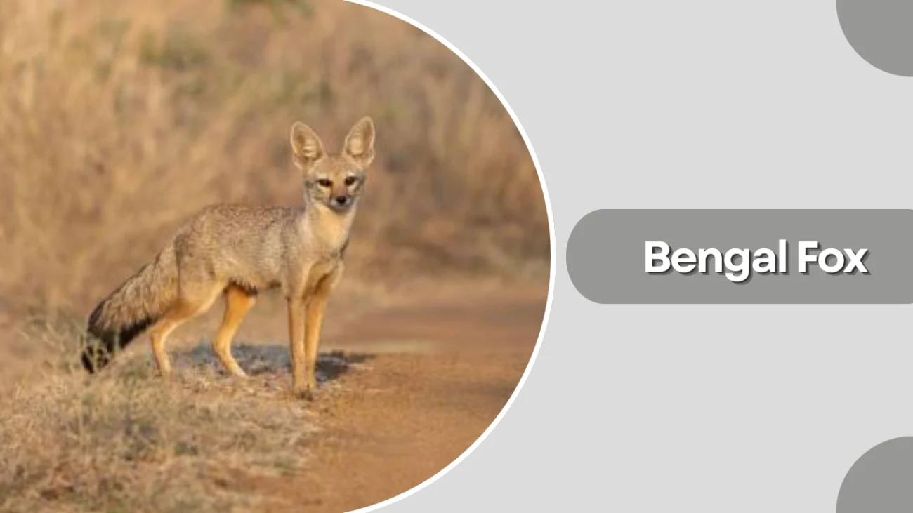 Bengal Fox