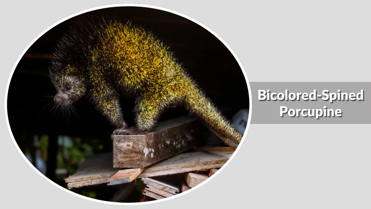 Bicolored-Spined Porcupine