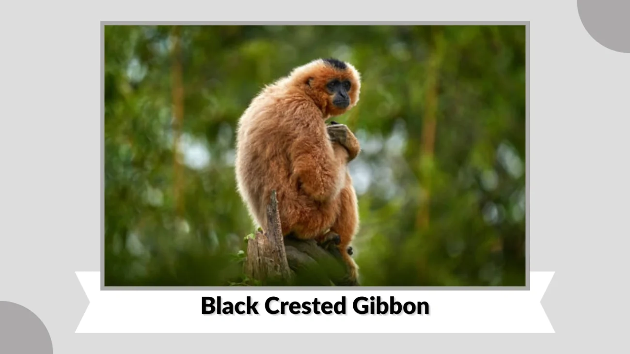 Black Crested Gibbon