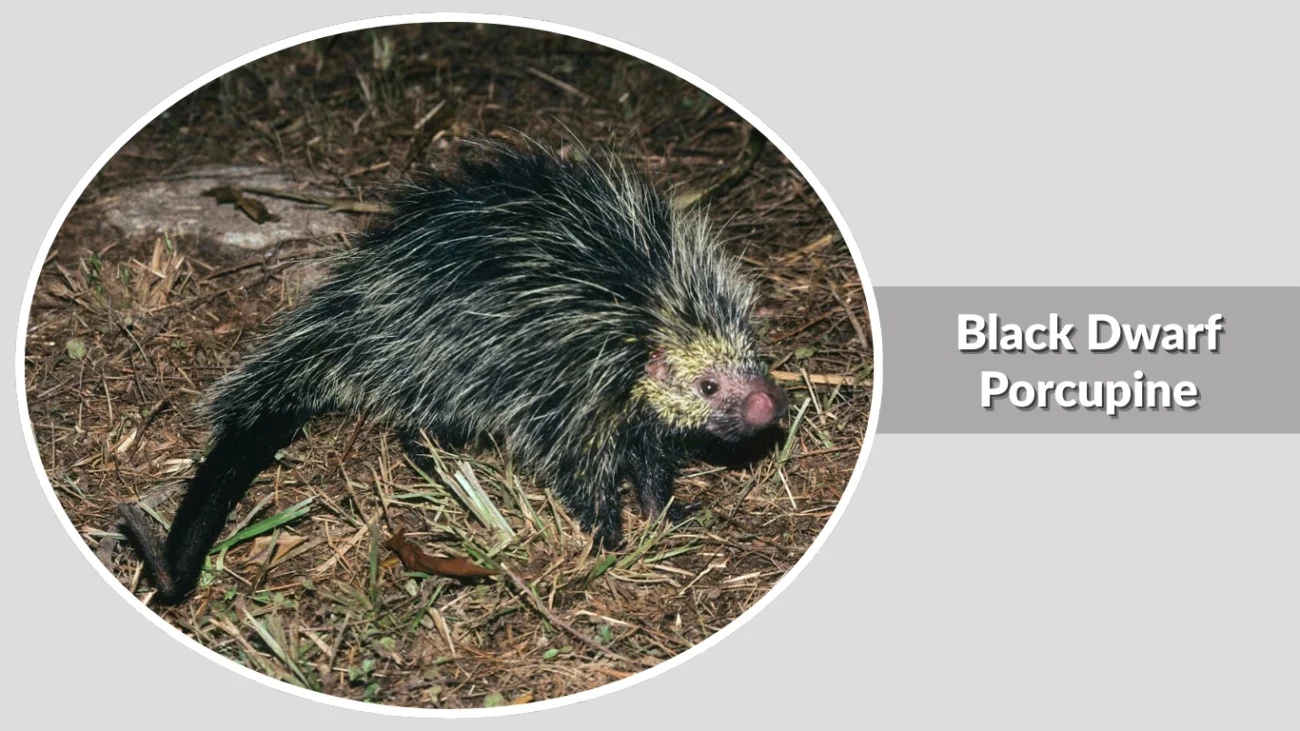 Black Dwarf Porcupine