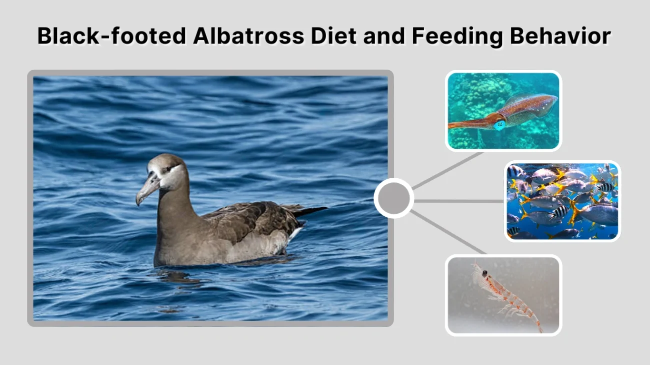Black-footed Albatross Diet and Feeding Behavior