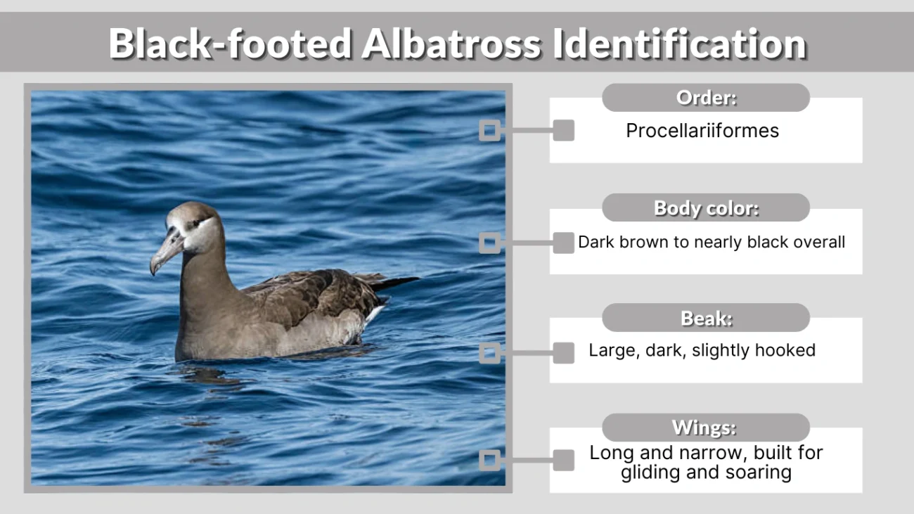 Black-footed Albatross Identification