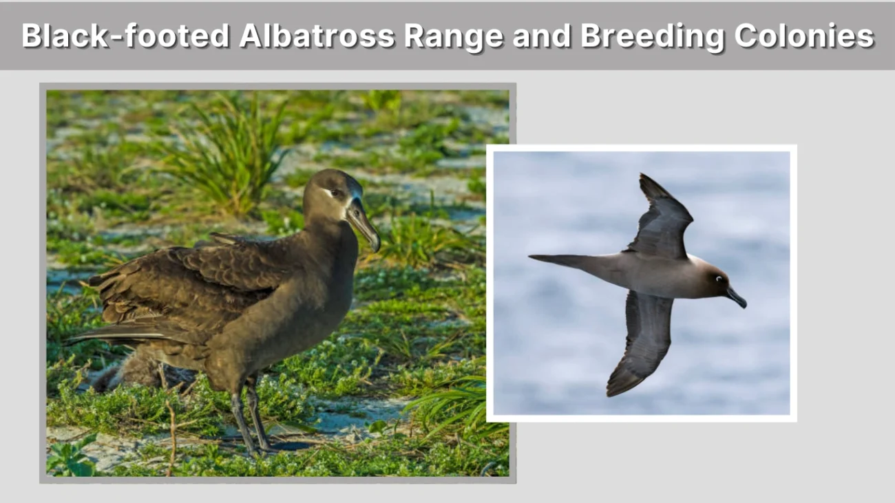 Black-footed Albatross Range and Breeding Colonies