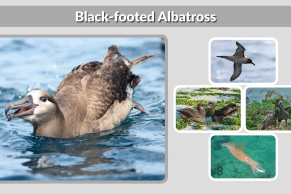 Black-footed Albatross Size, Habitat, Range & Facts