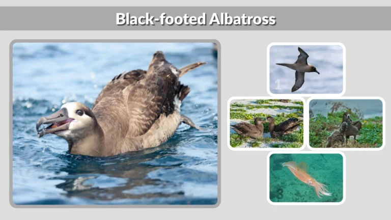 Black-footed Albatross Size, Habitat, Range & Facts