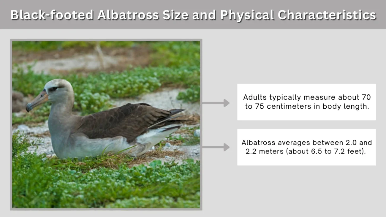 Black-footed Albatross Size and Physical Characteristics