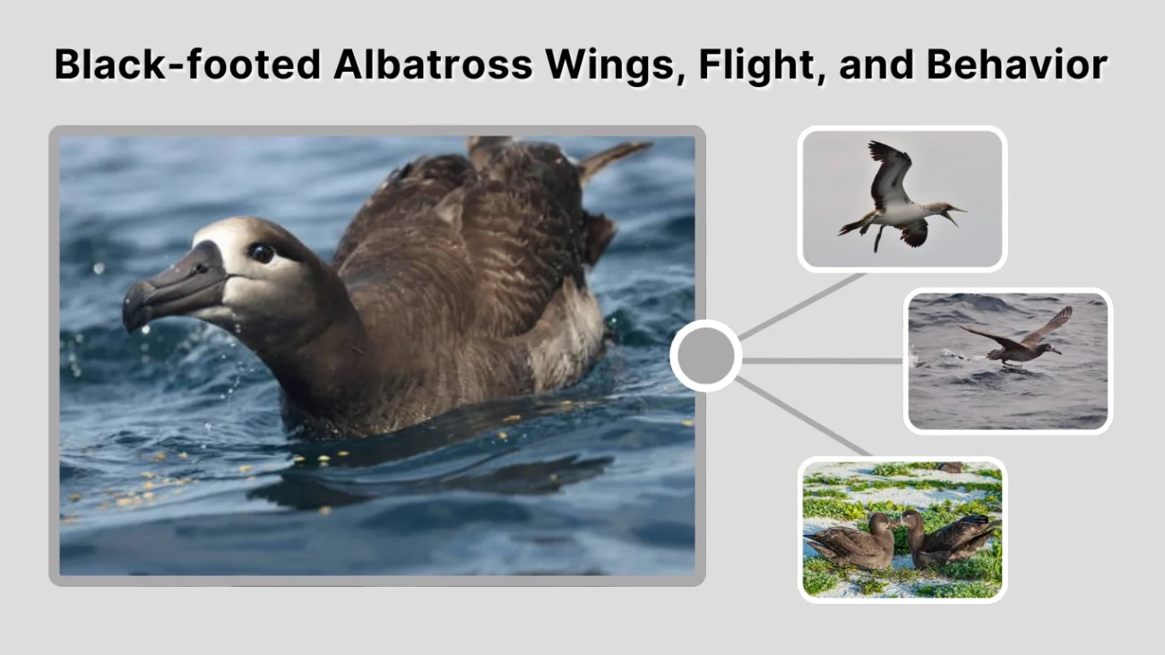 Black-footed Albatross Wings, Flight, and Behavior