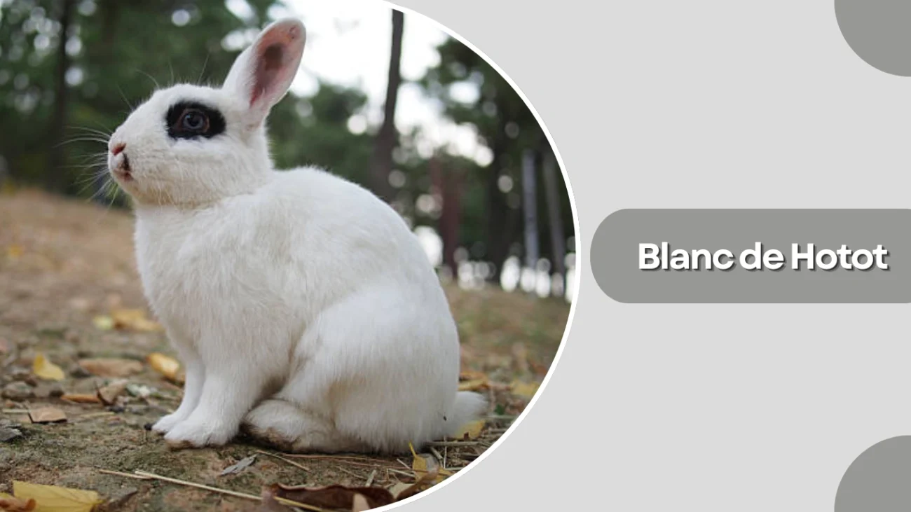 Blanc de Hotot