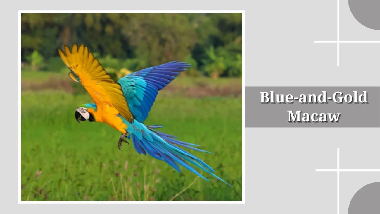 Blue-and-Gold Macaw