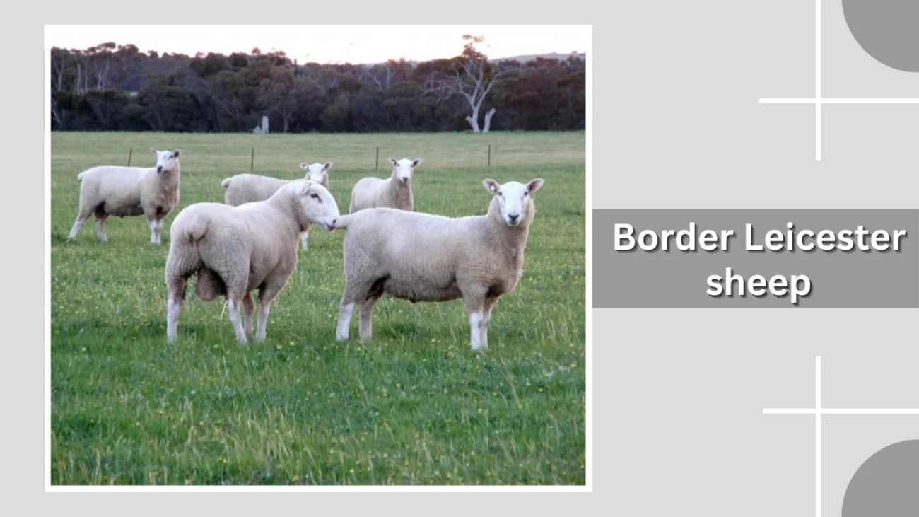 Border Leicester sheep