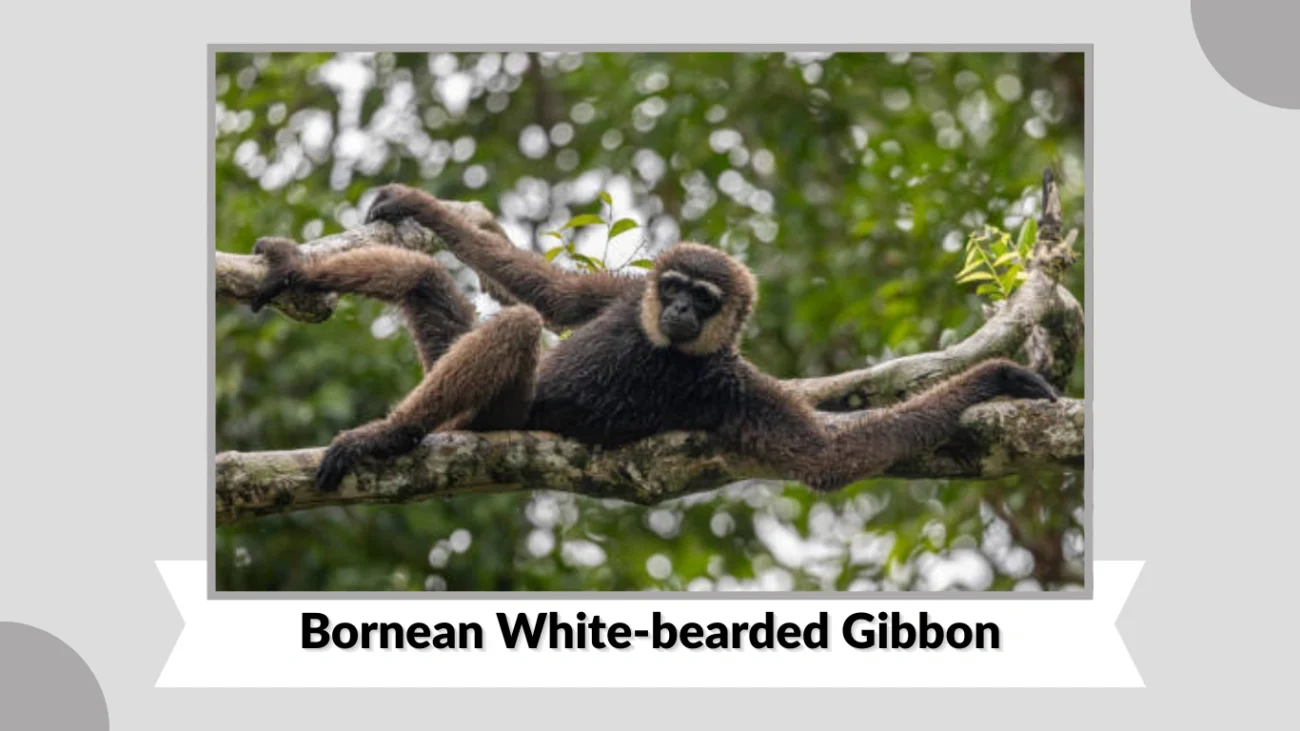 Bornean White-bearded Gibbon