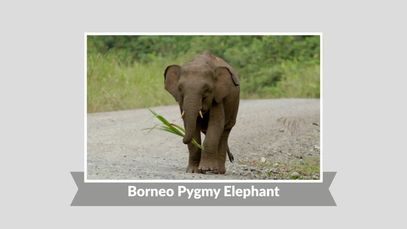 Borneo Pygmy Elephant