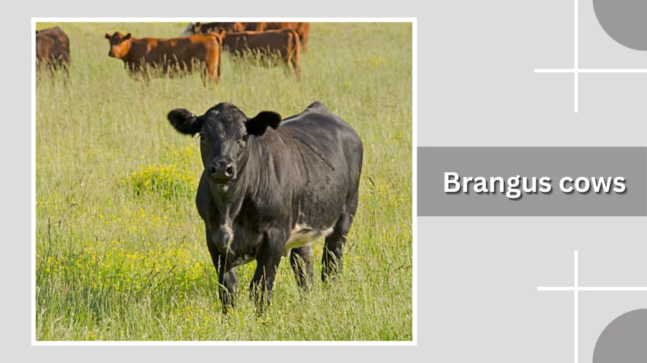 Brangus cows
