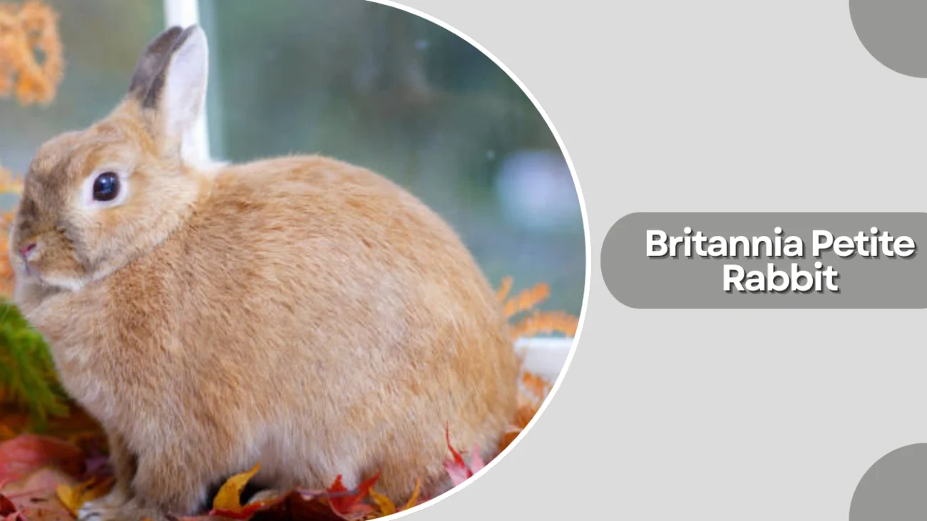 Britannia Petite Rabbit