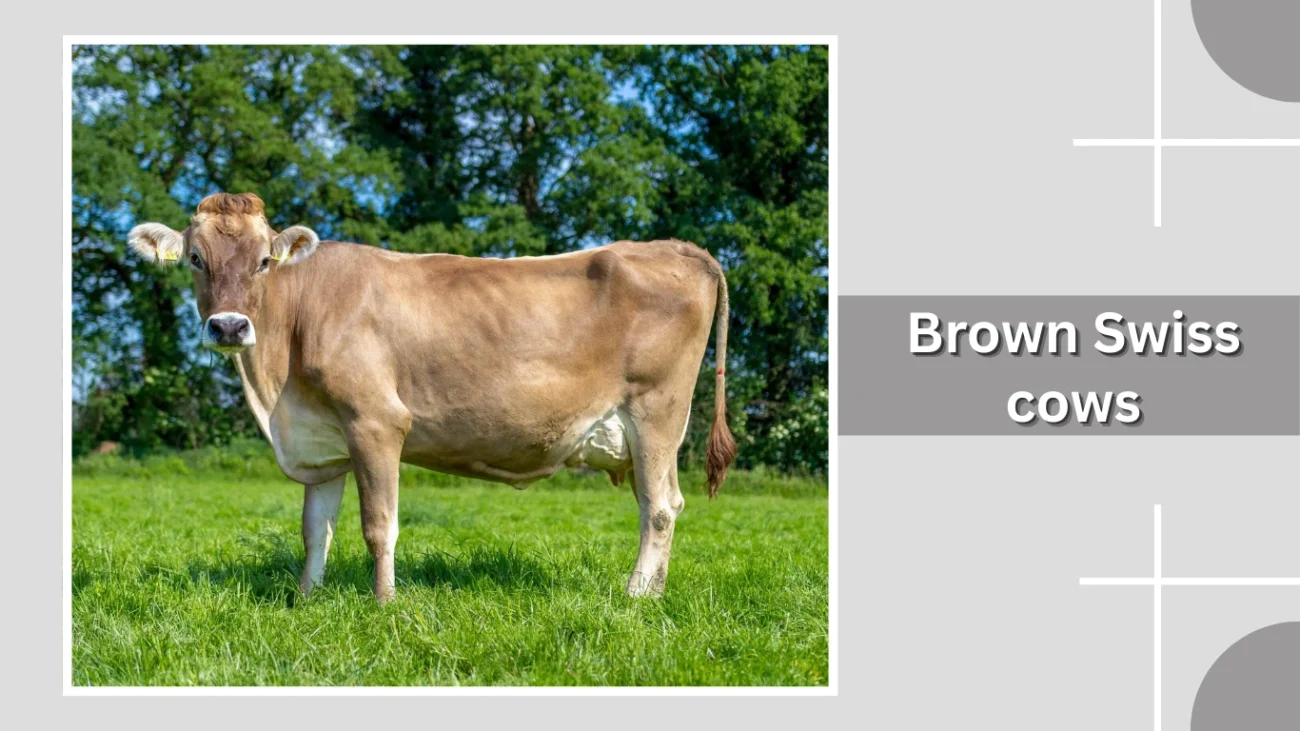 Brown Swiss cows
