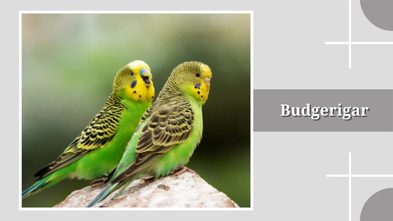 Budgerigar