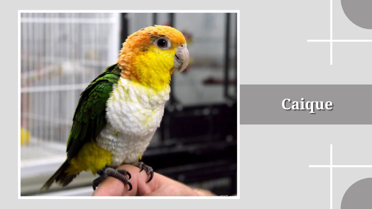 20 Types Parrot Species: Identification With Picture