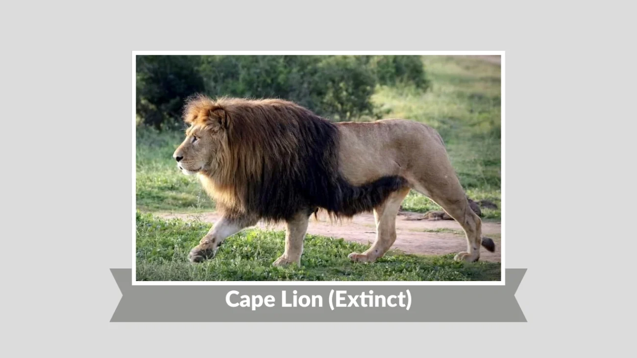 Cape Lion (Extinct)