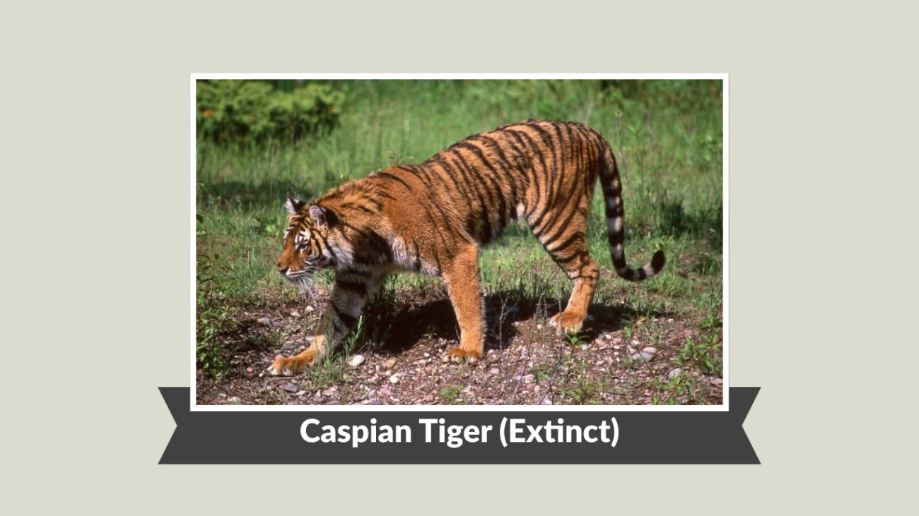 Caspian Tiger (Extinct)