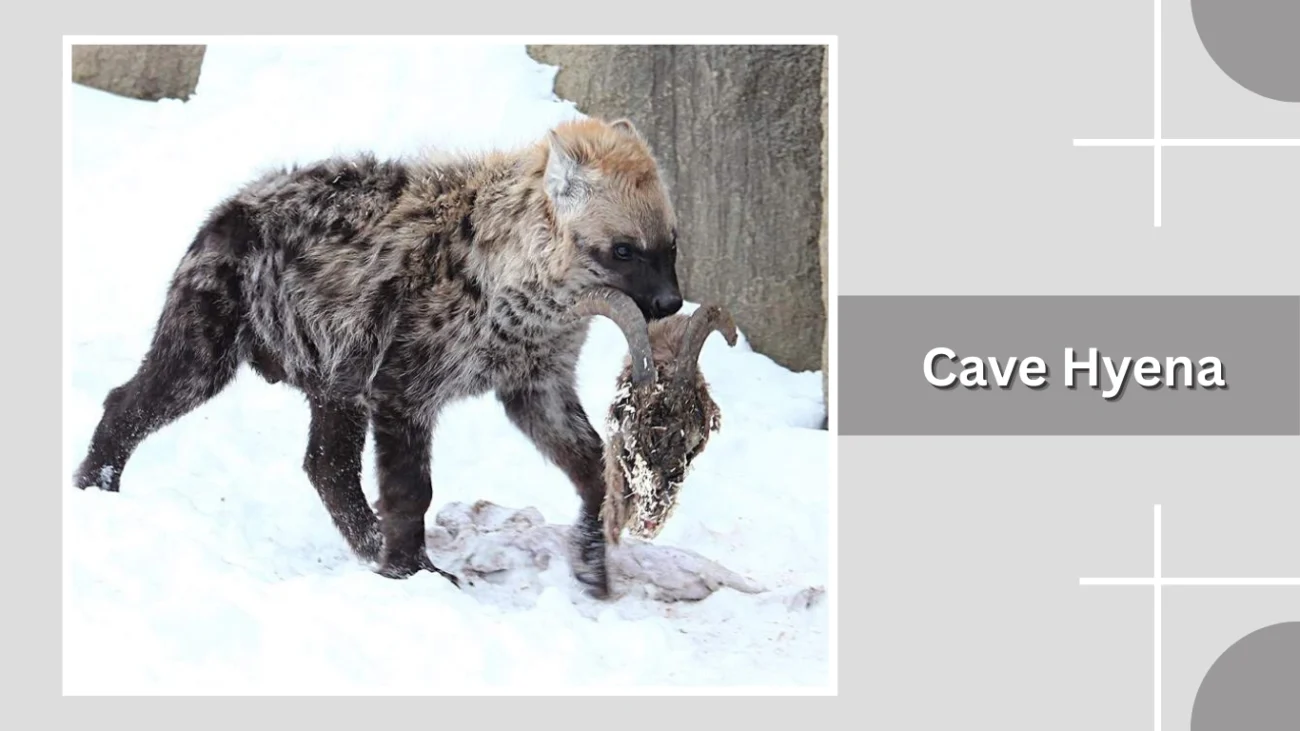 Cave Hyena