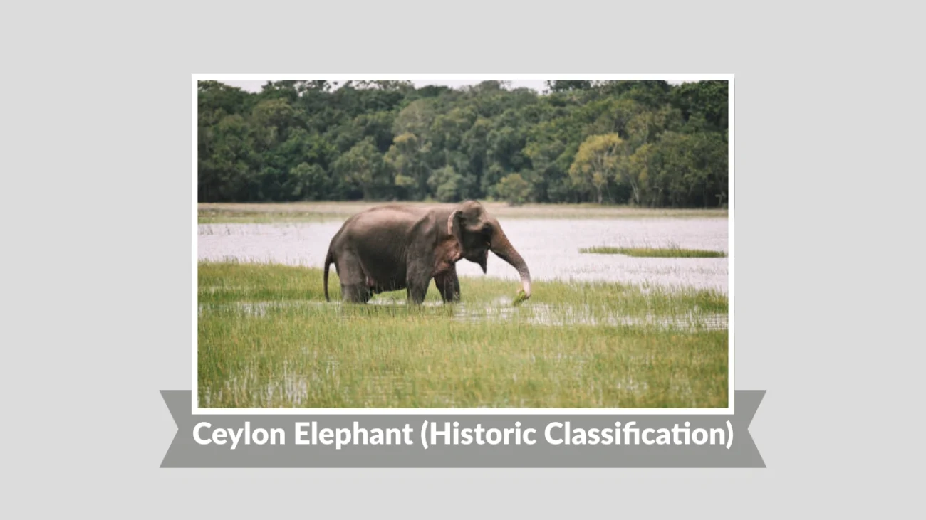 Ceylon Elephant (Historic Classification)